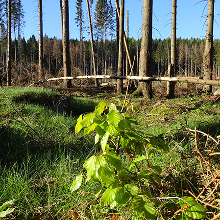 Wald im Harzer Nationalpark